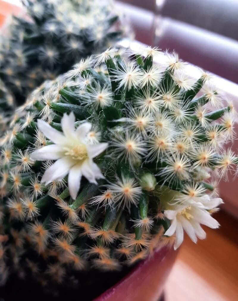 Mammillaria 3