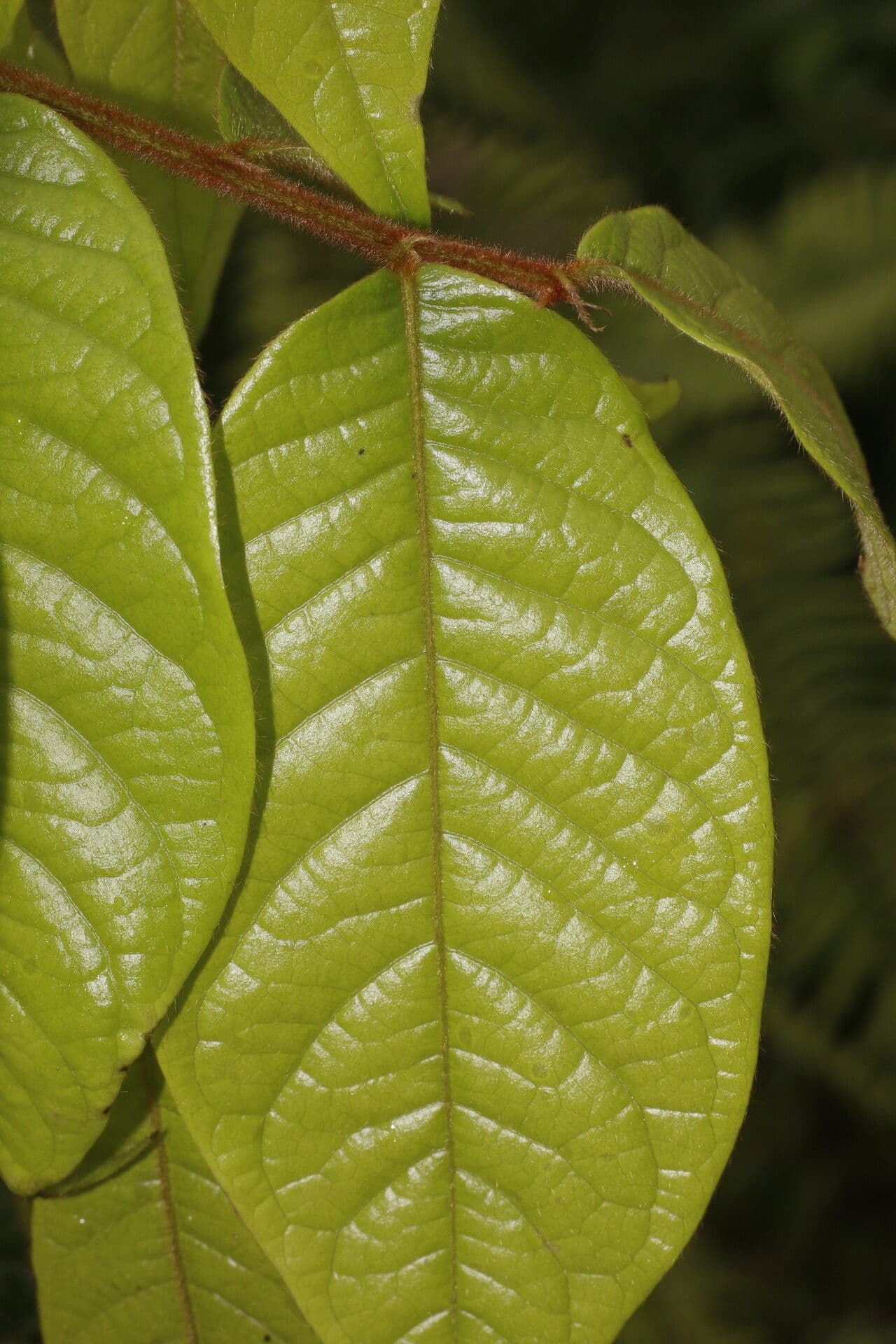 Hirtella 9