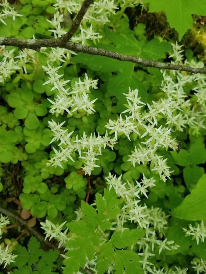 Sedum ternato 4