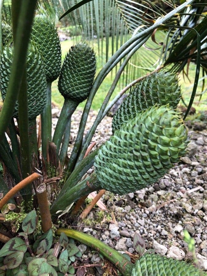 Macrozamia 2