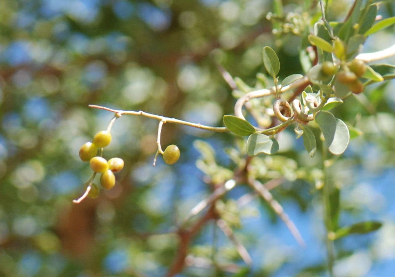 Cocculus