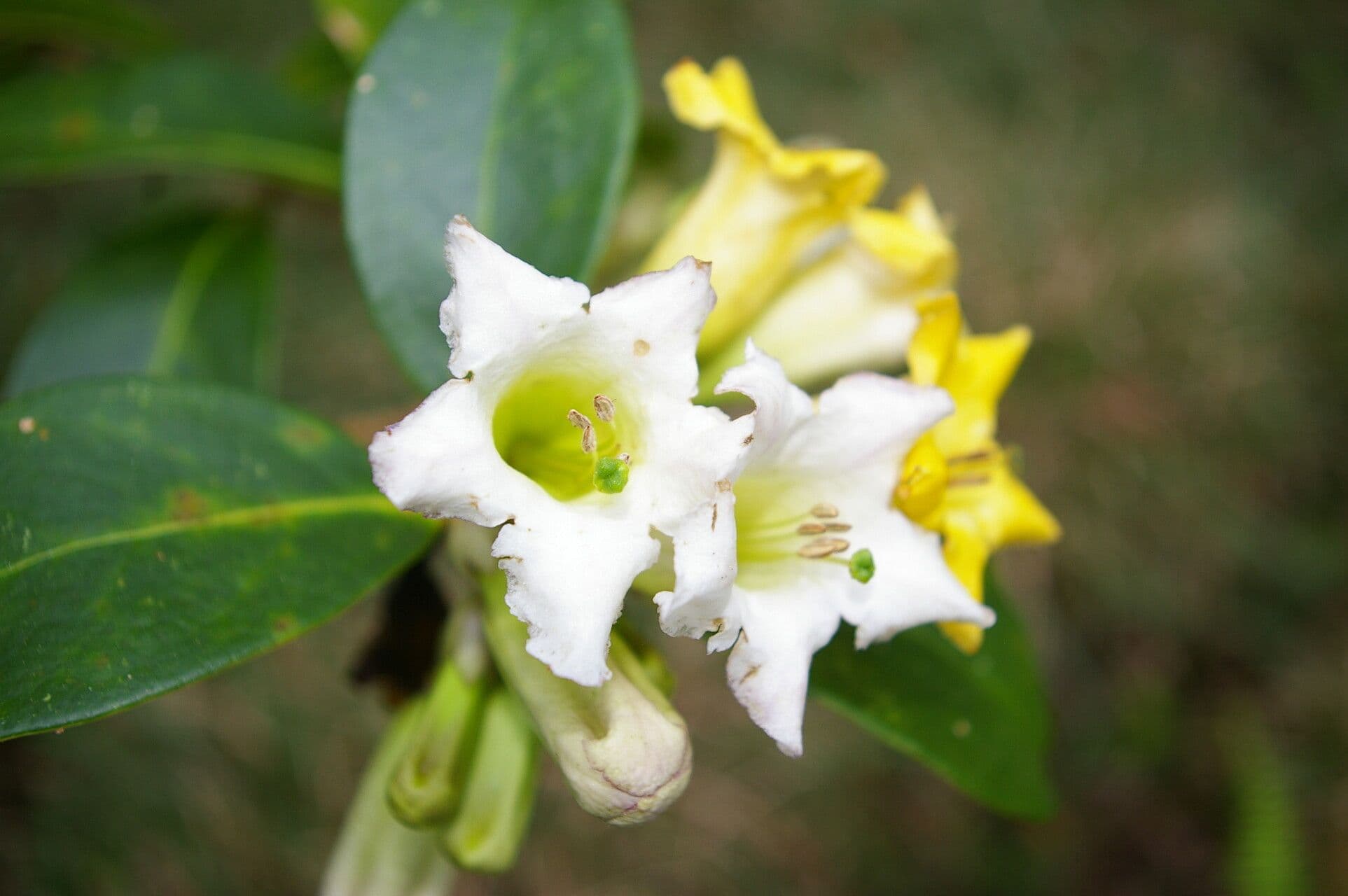 Schultesianthus 2