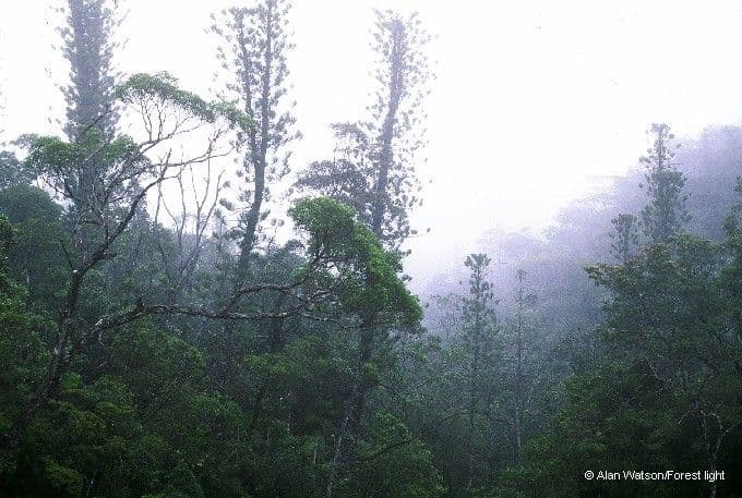 Araucaria 2