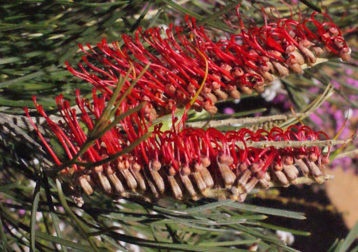 Grevillea 4