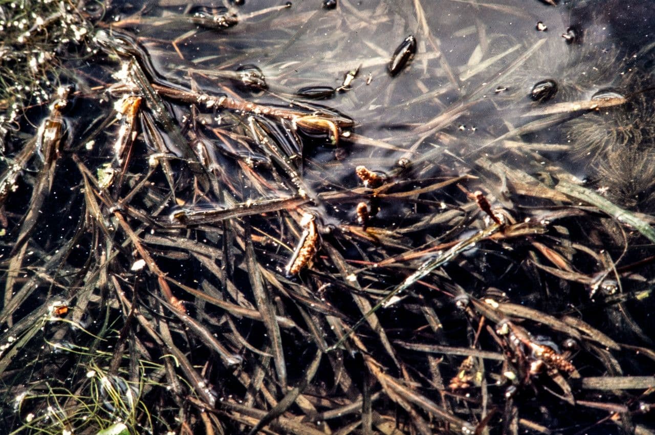 Potamogeton compresso 2