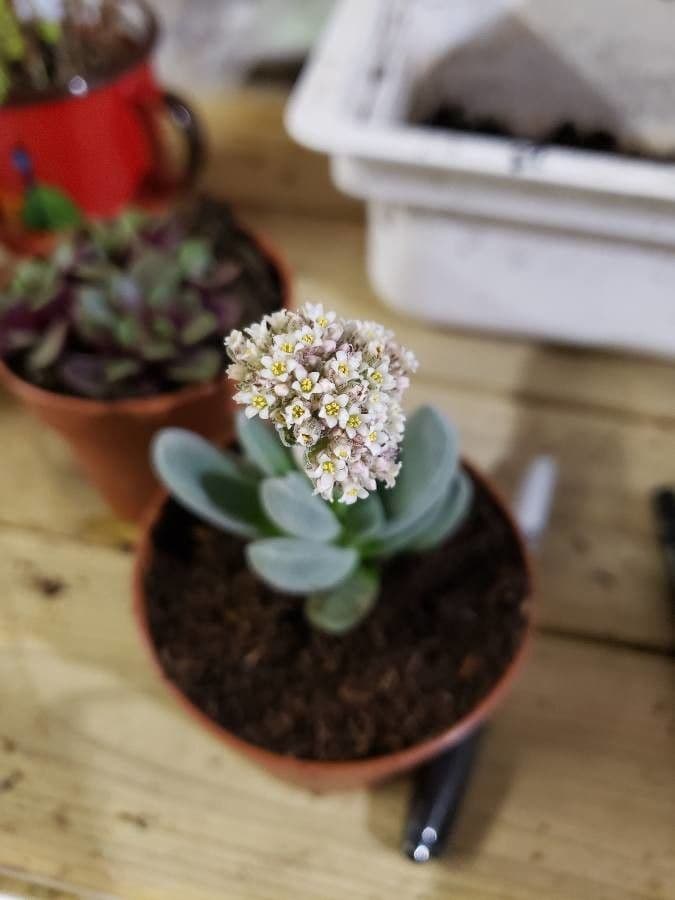 Crassula del tetto 2