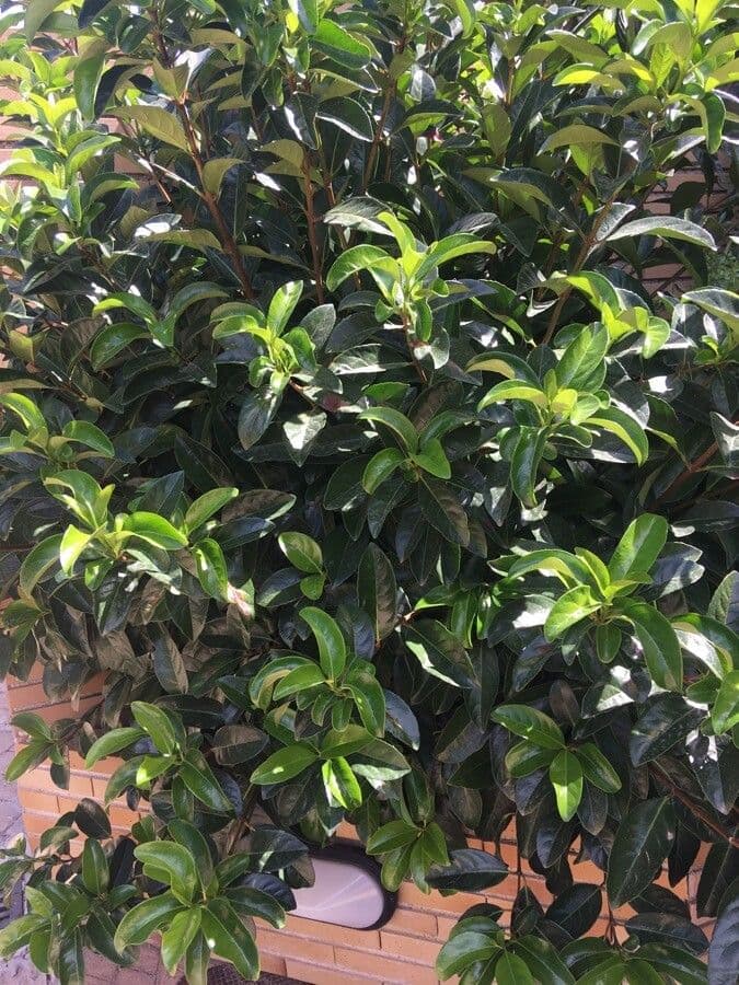 Gardenia del Capo 26