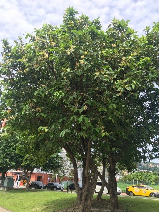 Pomme d'eau 11