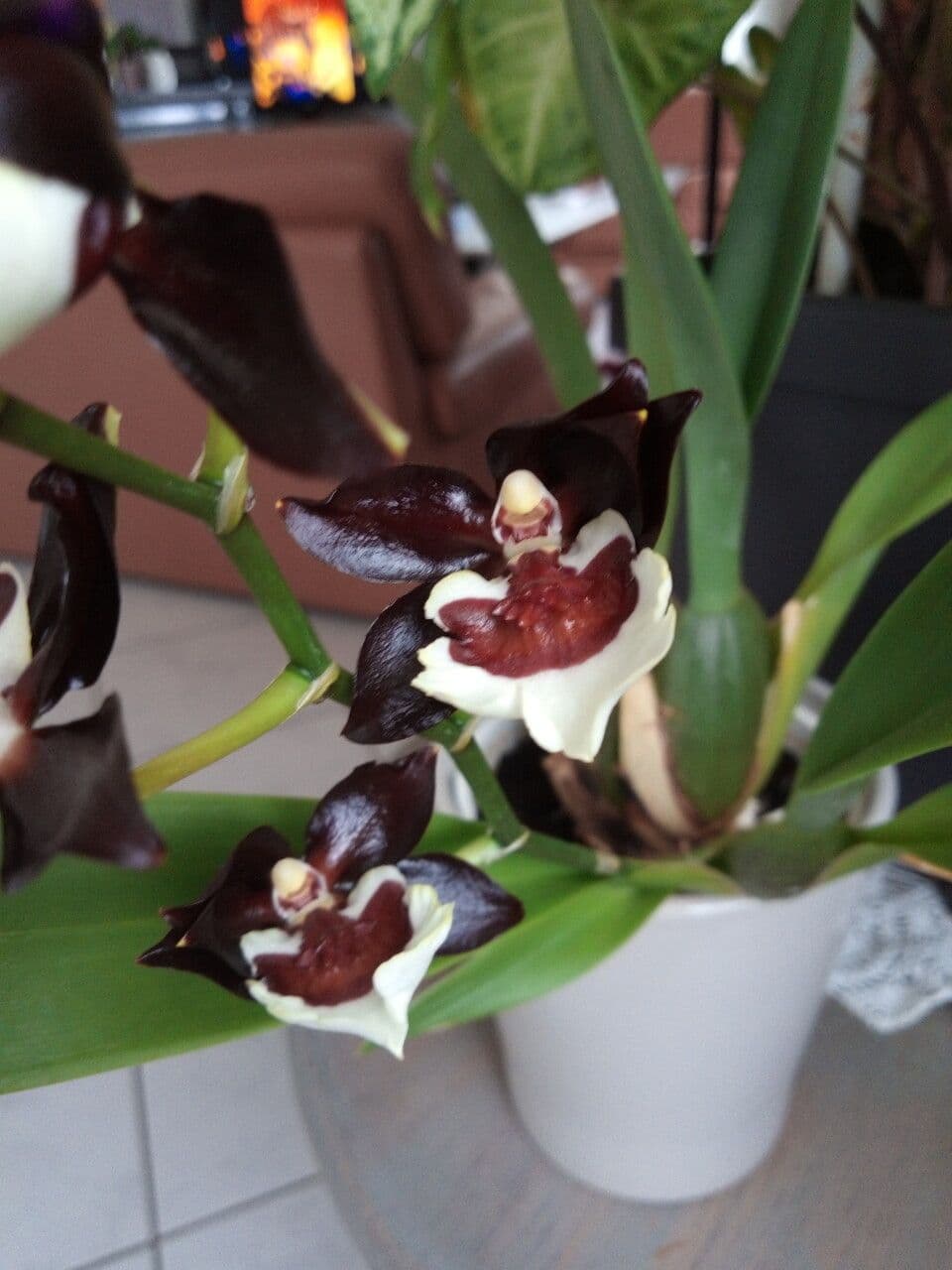 Dendrobium 2