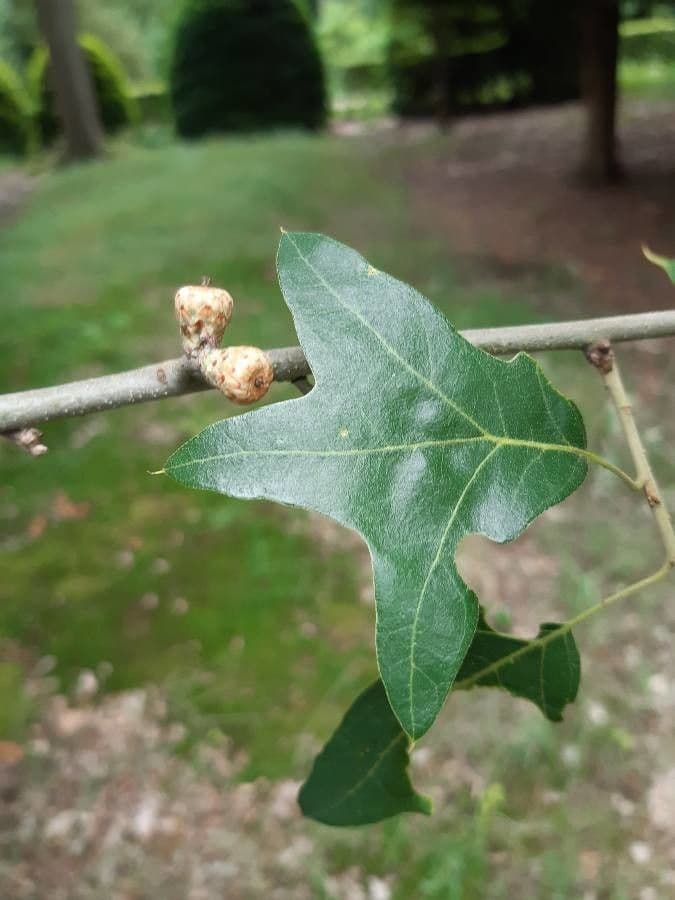 Quercia ilex