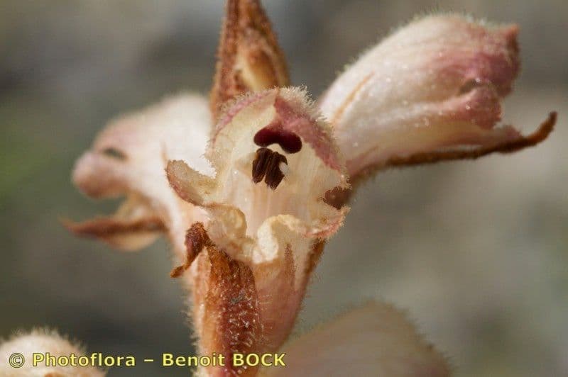 Orobanche 12