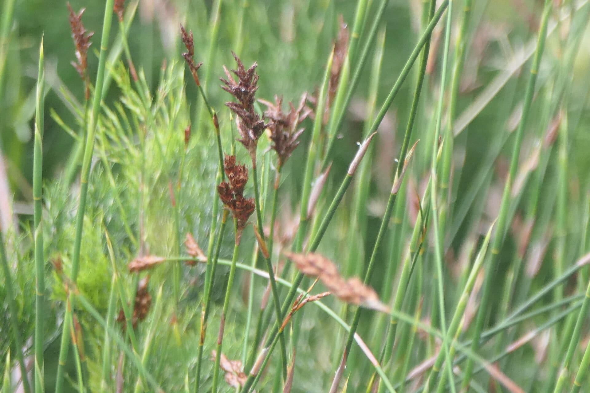 Askidiosperma