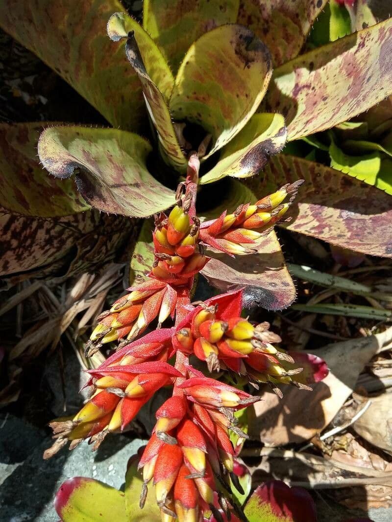 Aechmea 3