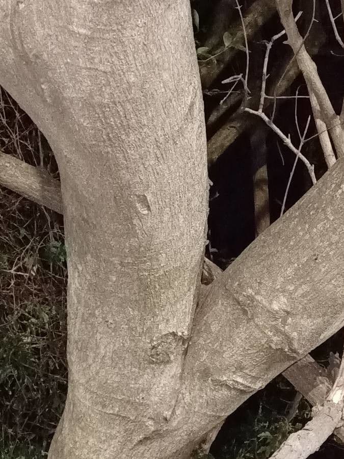 Lonchocarpus 7