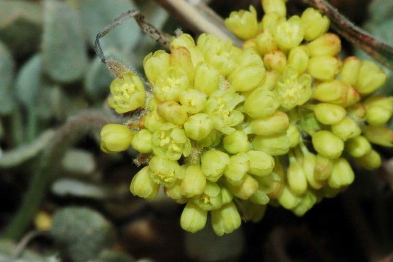 Eriogonum 2