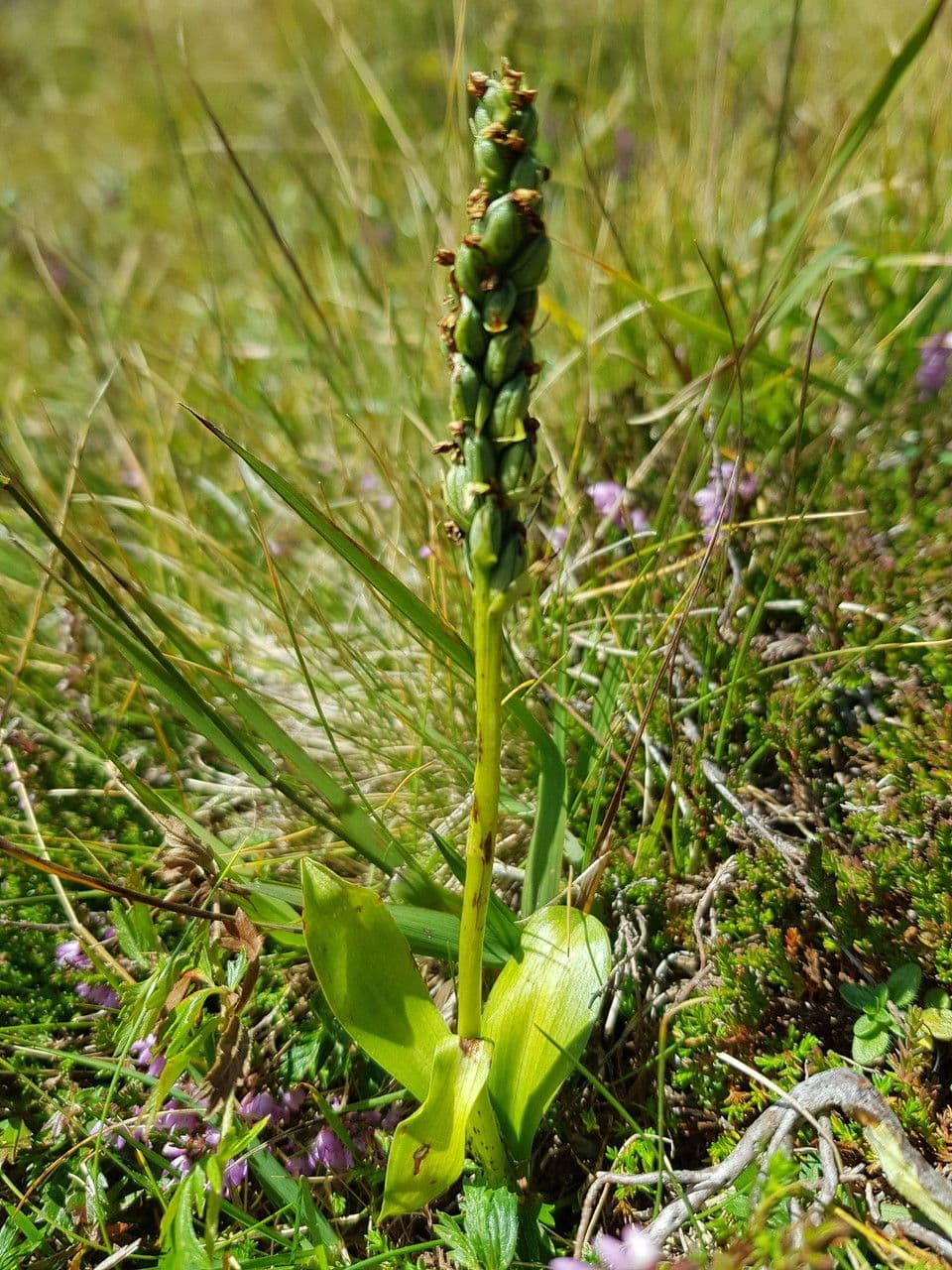 Weißzüngel