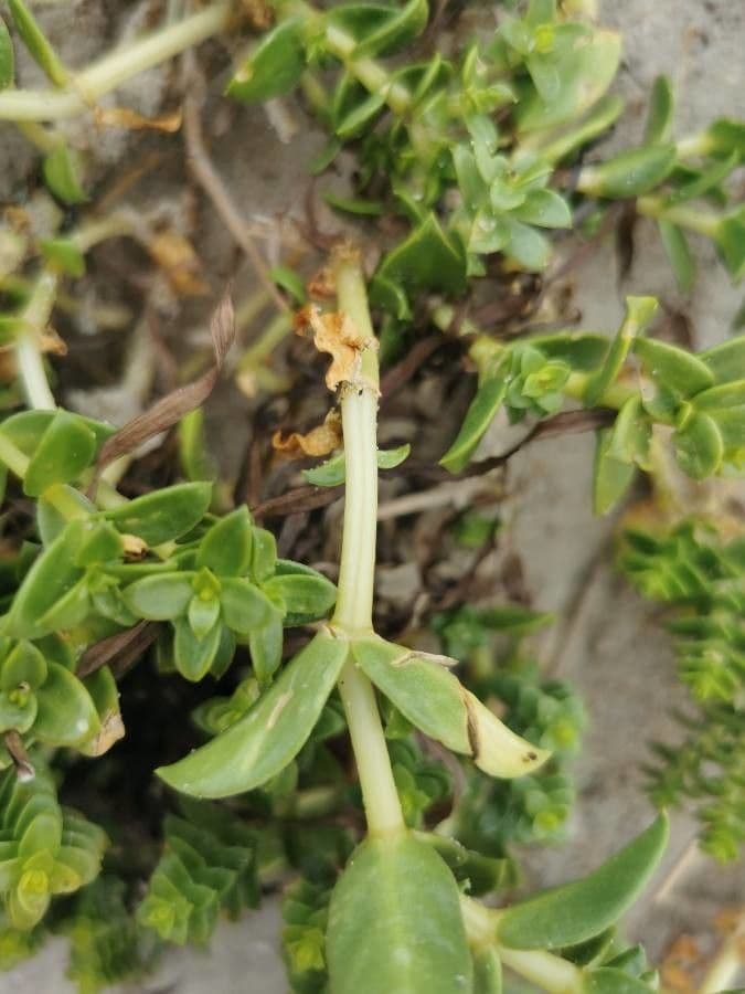 Onchenia 21