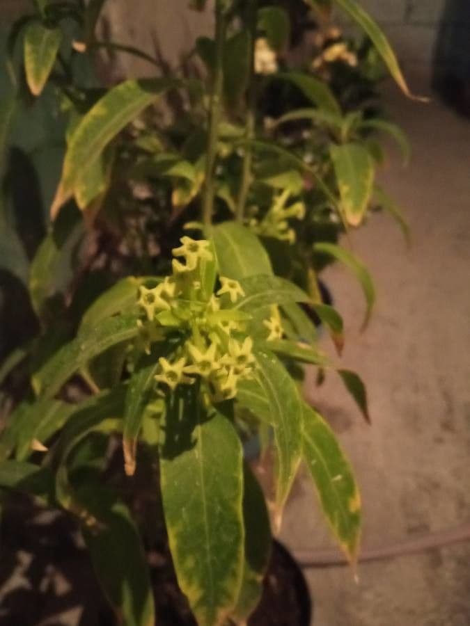 Cestrum nocturno 30