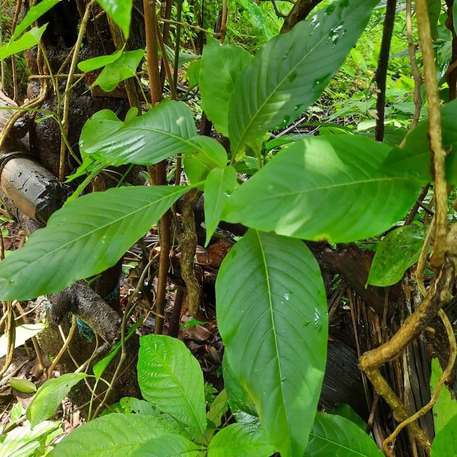 Noce di Malabar 15