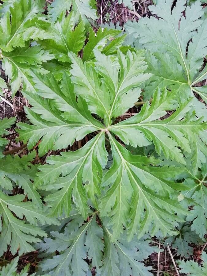 Geranio de Madeira 15