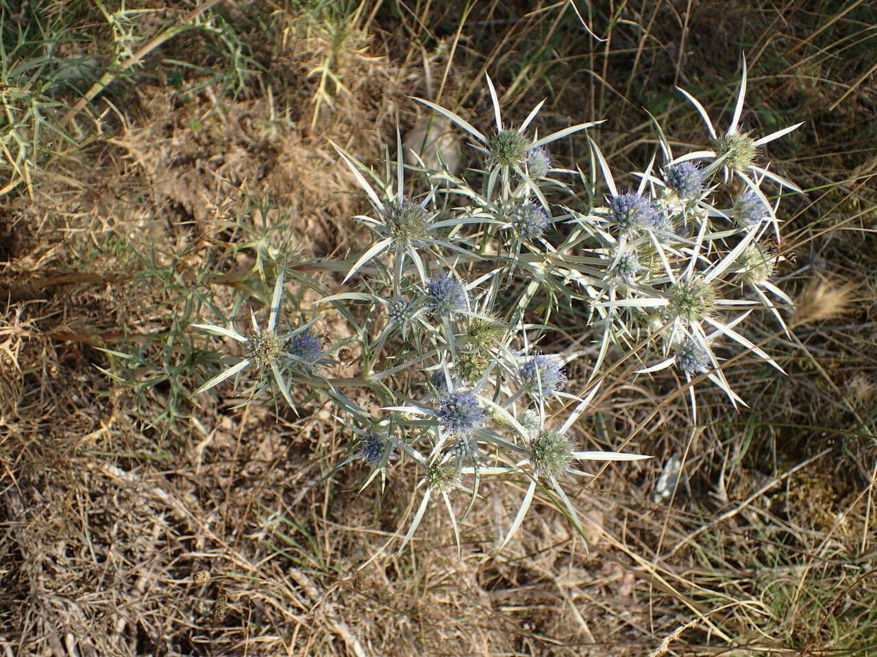 Panicaut d'améthyste 9