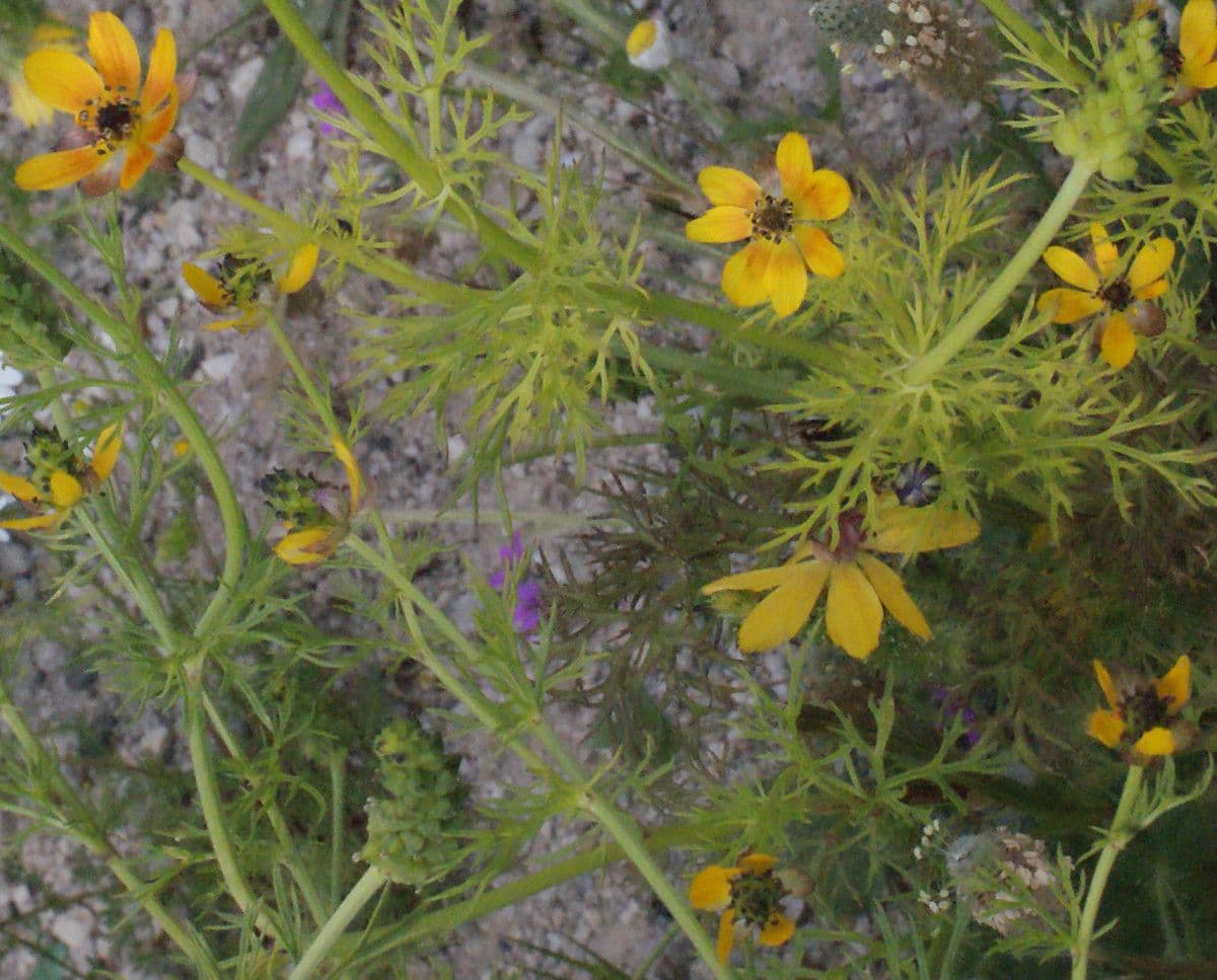 Adonis microcarpa 12