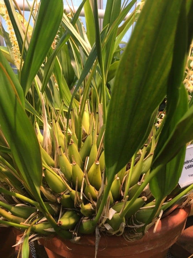 Dendrochilum 12