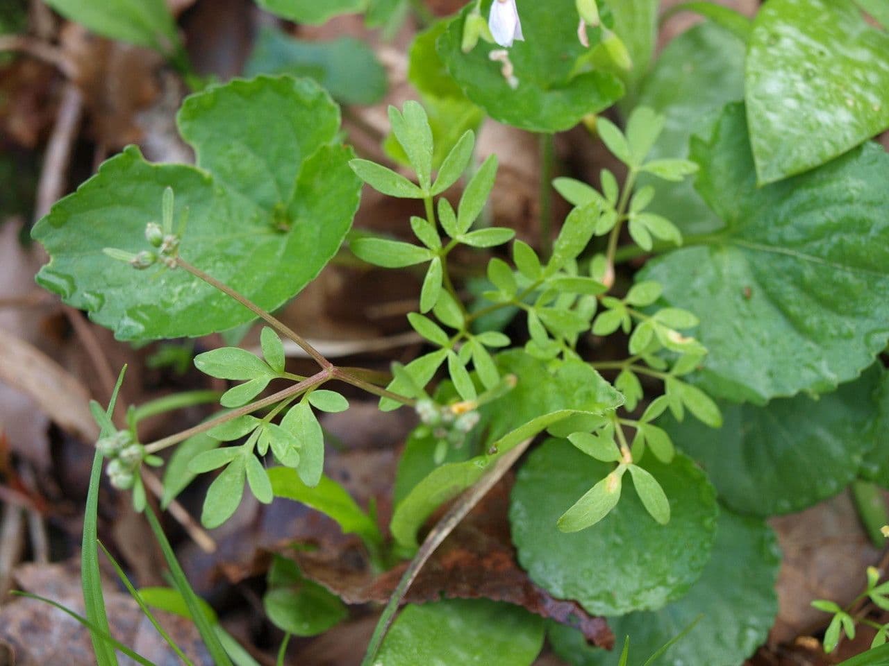 Erigenia bulbosa 11