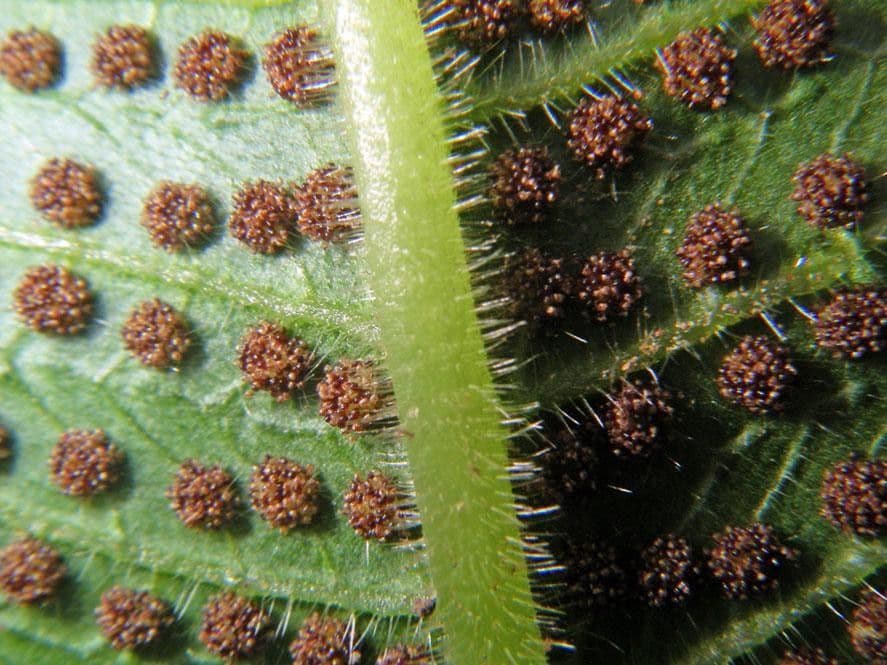 Thelypteris 6