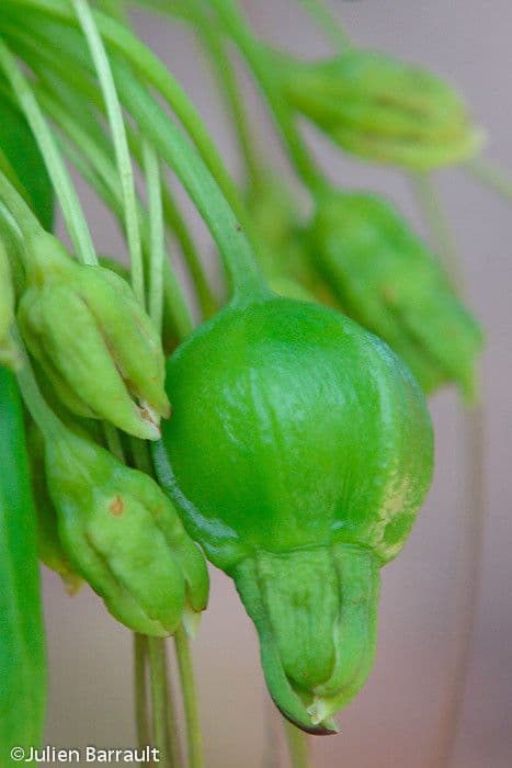 Východoindický arrowroot 3