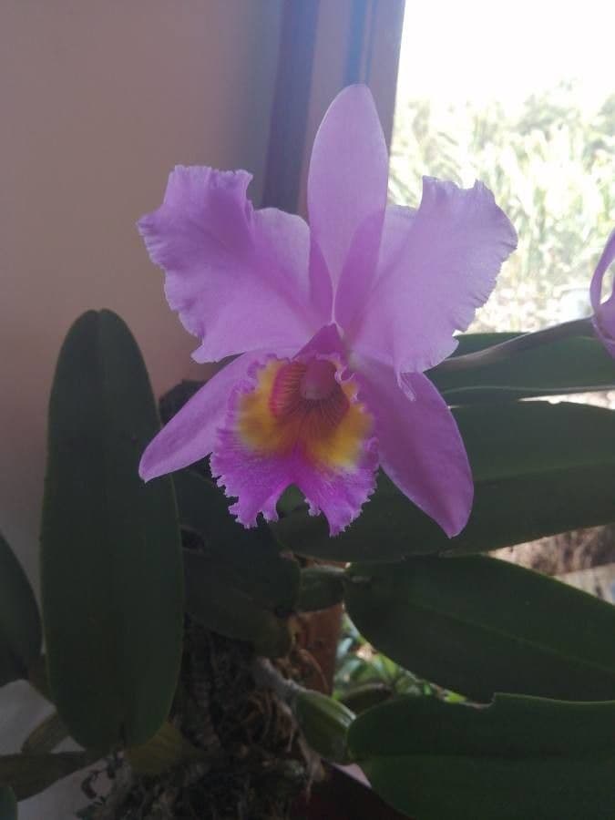 Loddiges-Cattleya 4