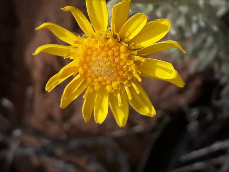 Senecio