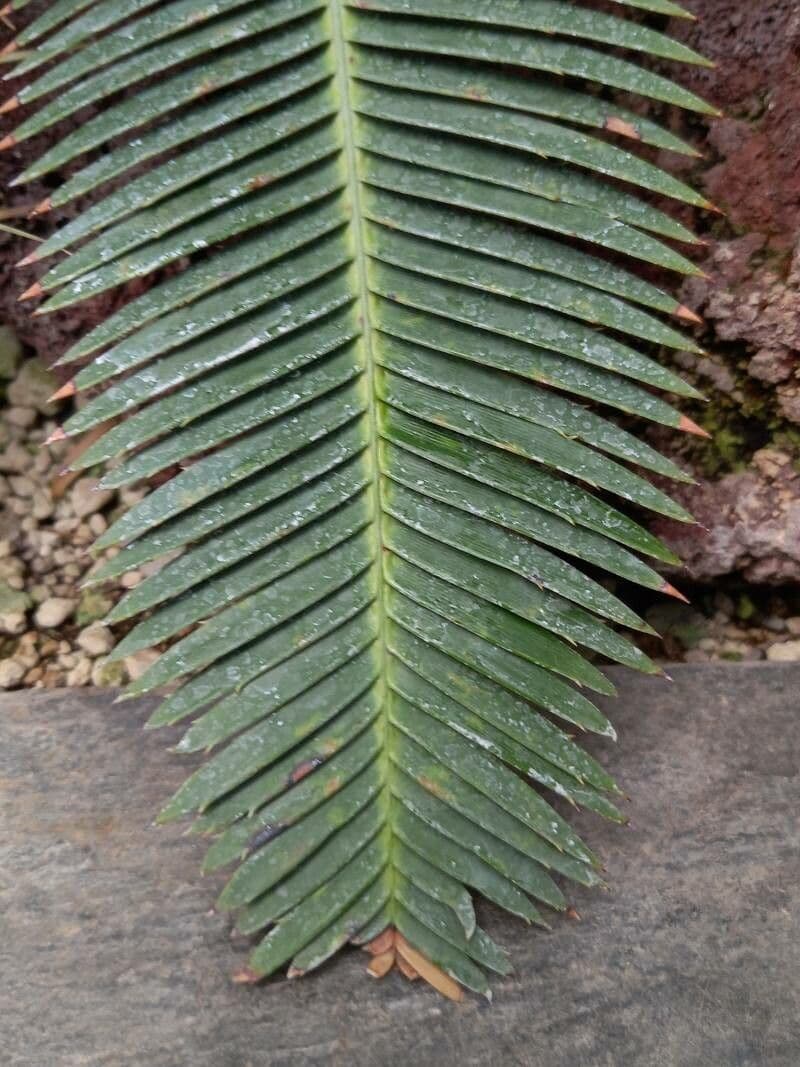 Dioon 5