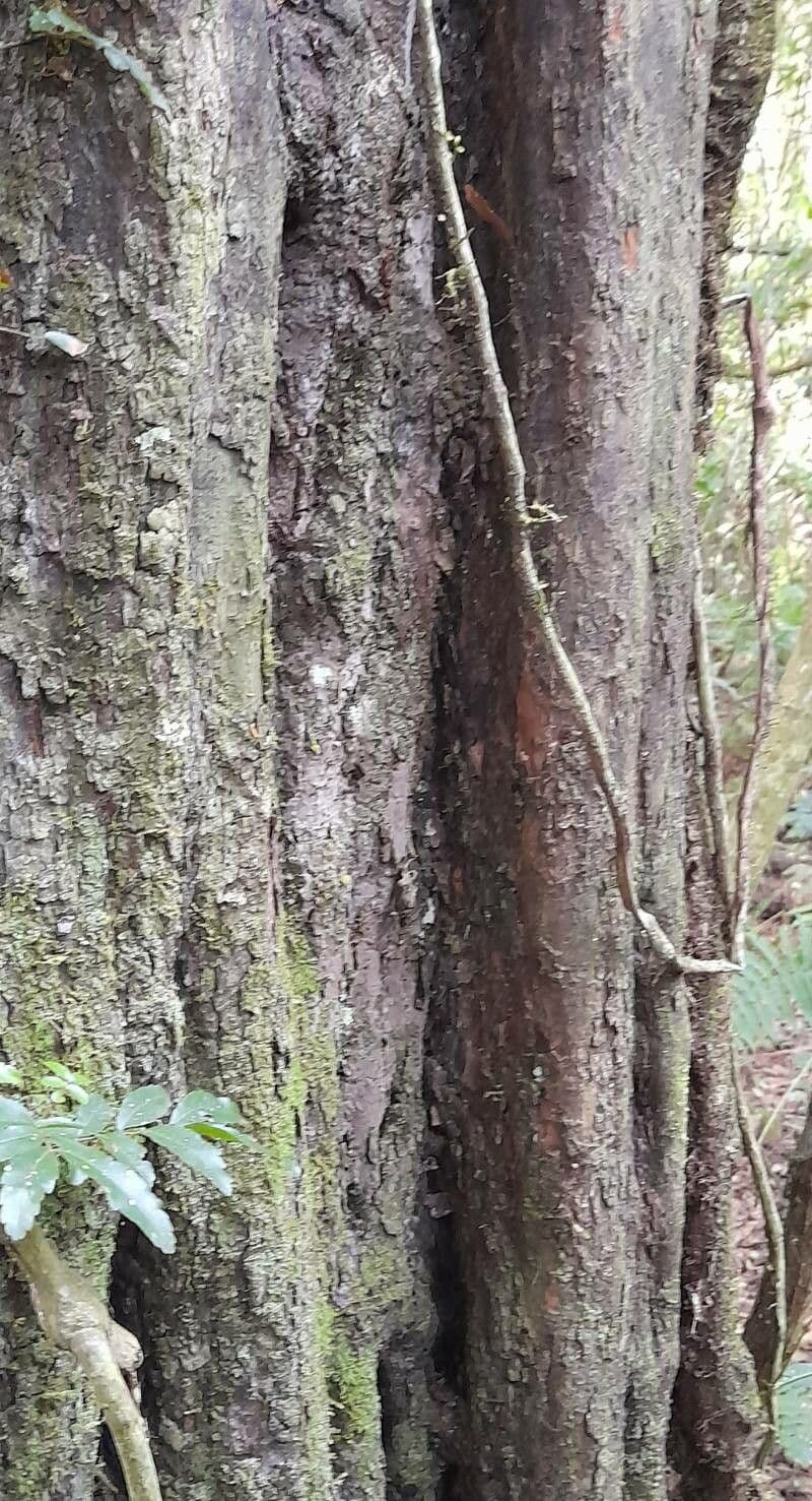 Diatenopteryx 2