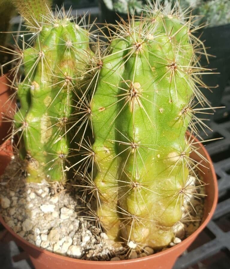 Echinocereus cinerascens 2