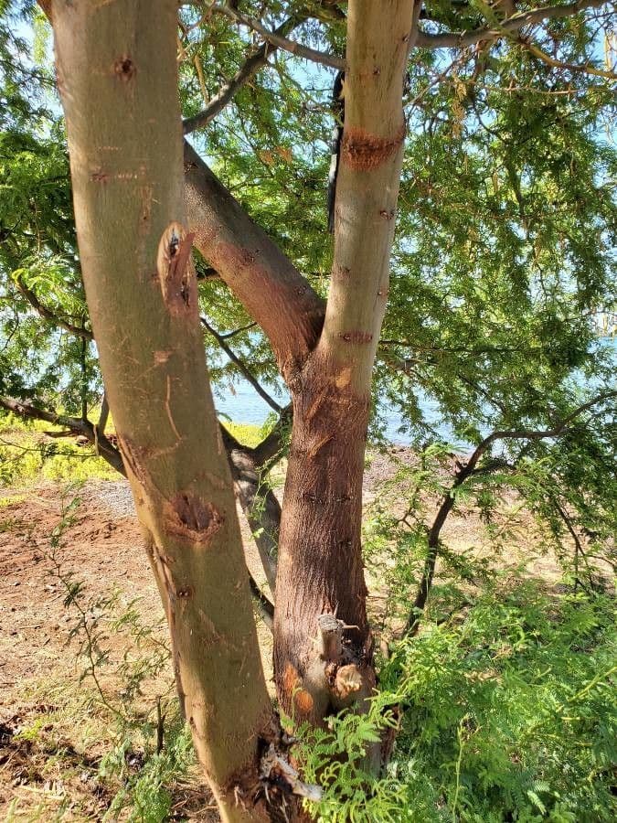 Prosopis 16