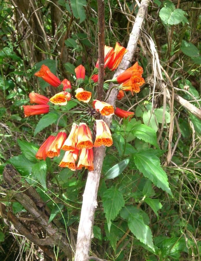 Bomarea 4