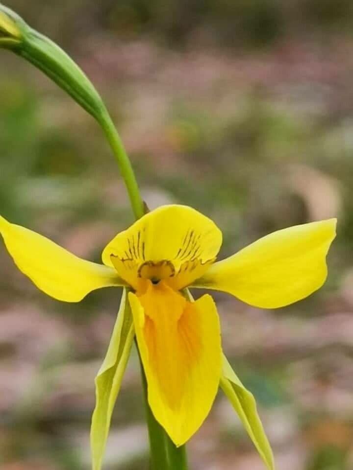 Campanule dorate