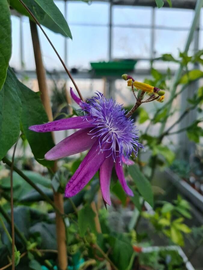 Passiflora 2
