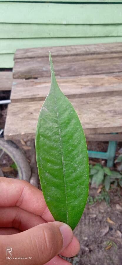 Durian 16