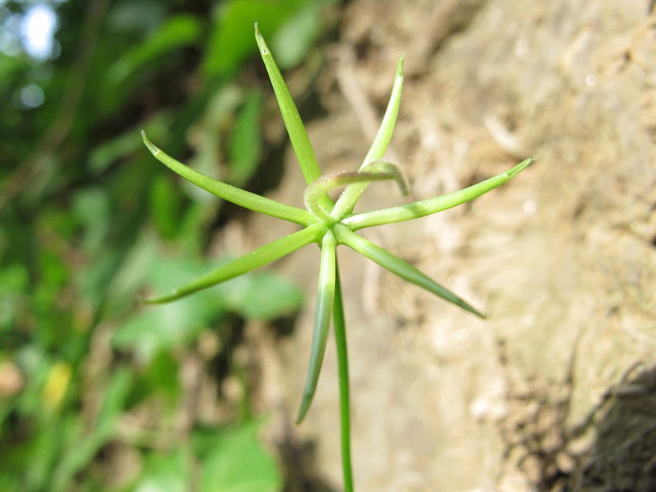 Rhagadiolus 5
