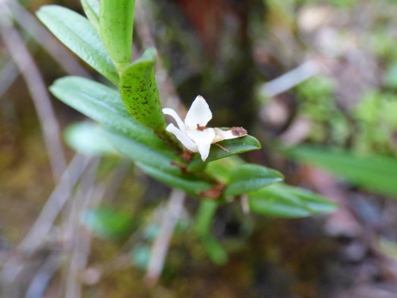 Angraecum 6