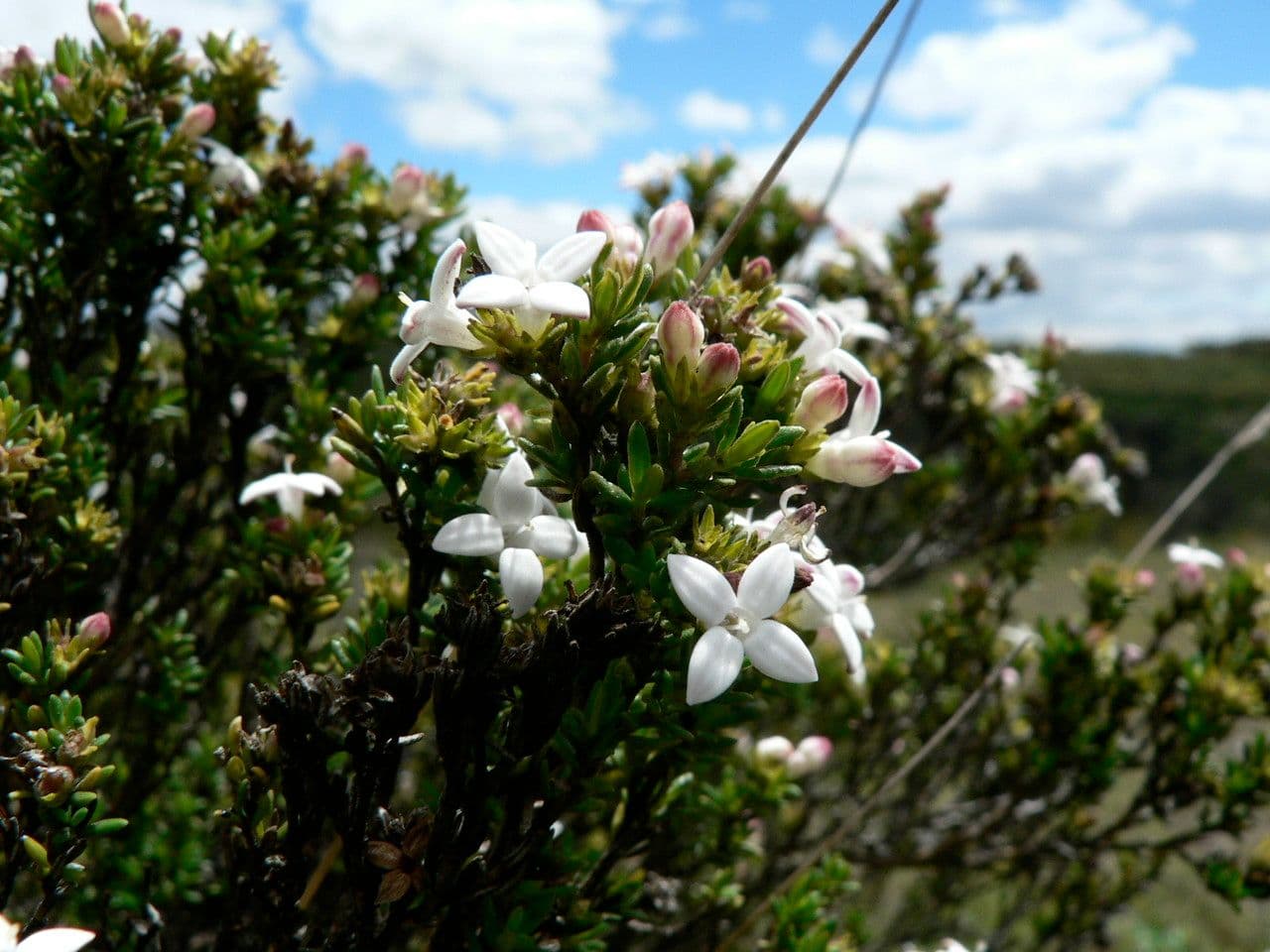 Arcytophyllum
