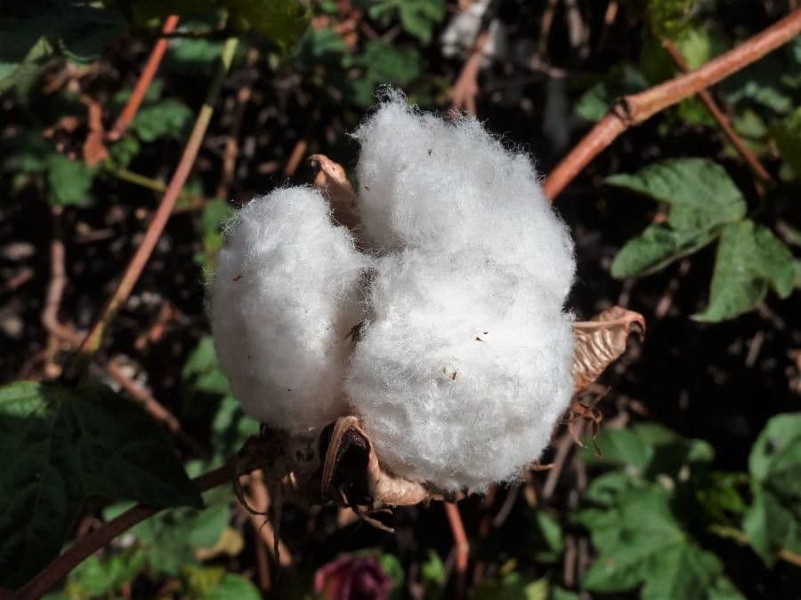 Baumwollbaum 4