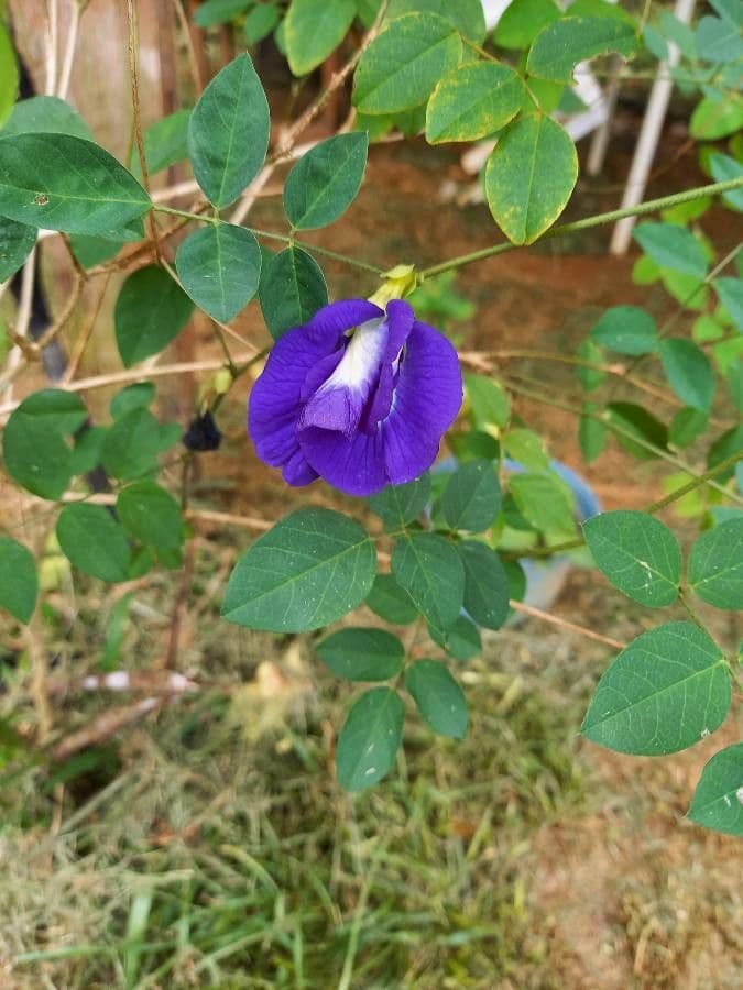 Clitoria ternatea 7