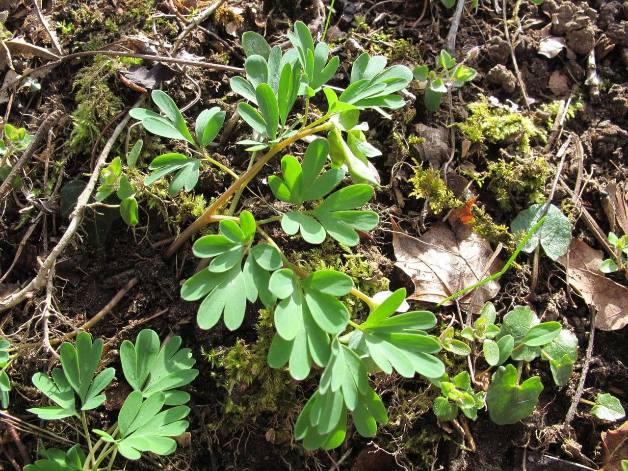 Colombina intermedia 23