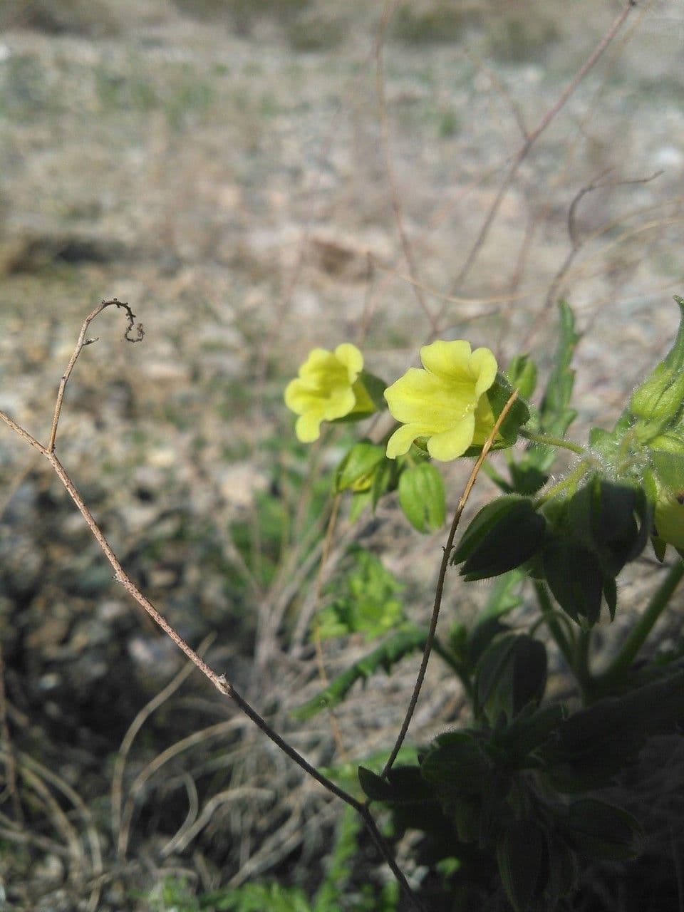 Emmenanthe penduliflora 3