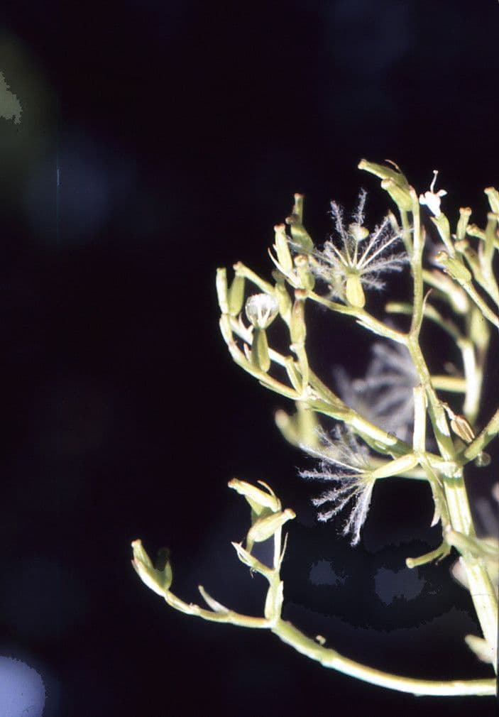 Valeriana comune