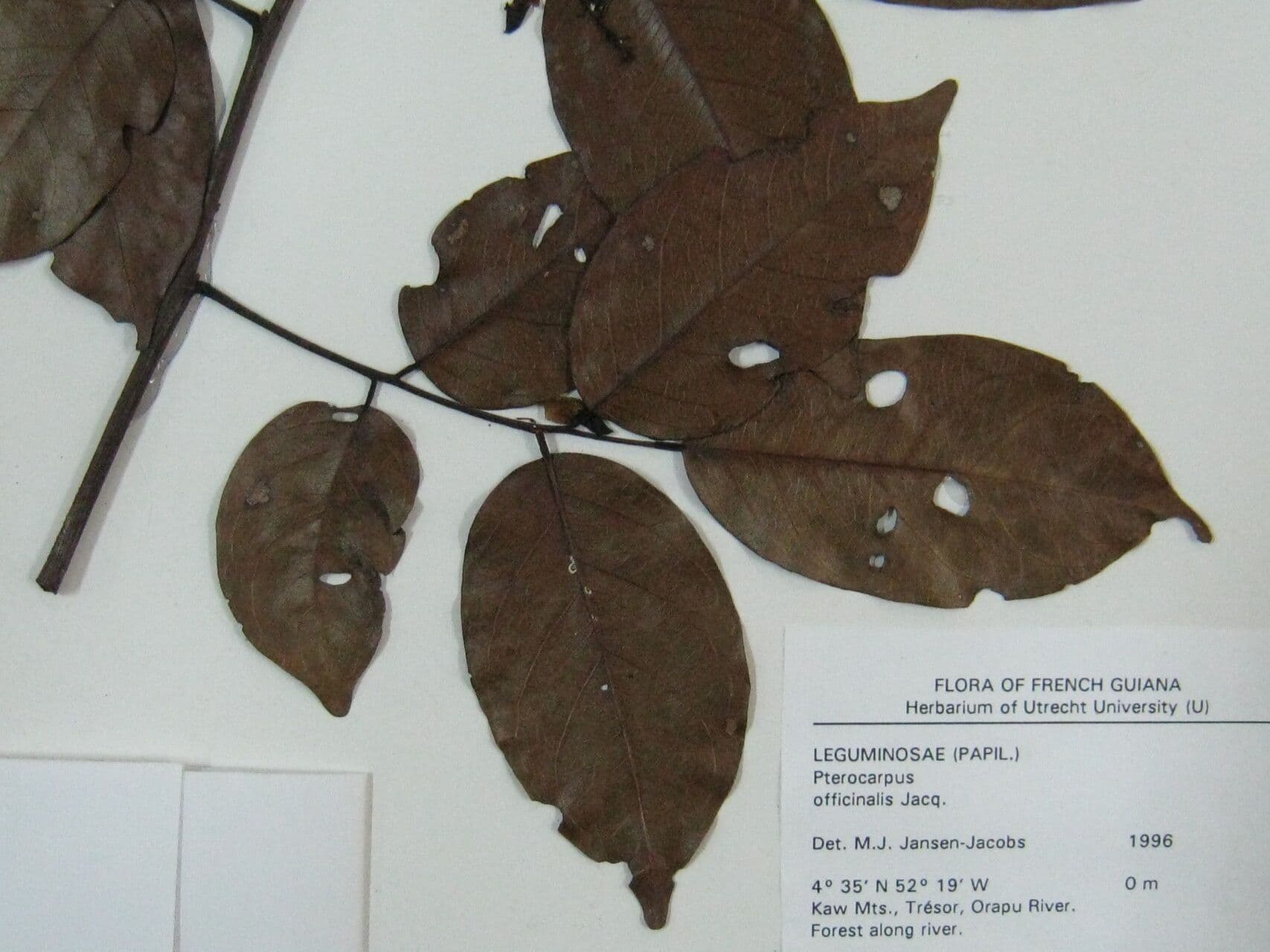 Pterocarpus 27