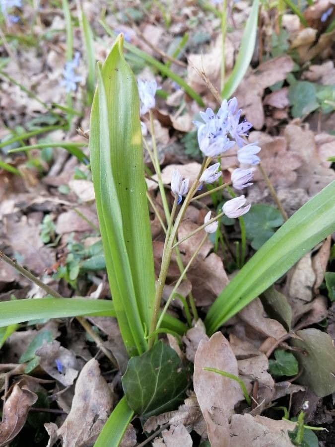 Scilla silvestre 23